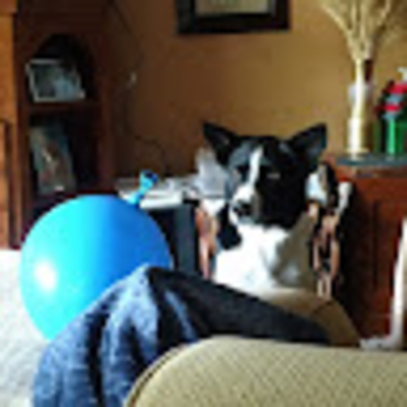 Meet your Posher, Dodee - Picture 1 of 1